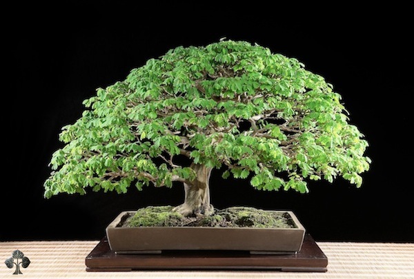 Pithecellobium, brazilian rain tree Bonsai