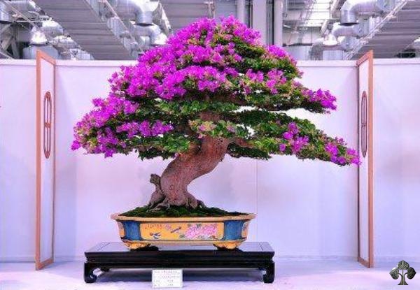 Bougainvillea Bonsai by EkoBonsai