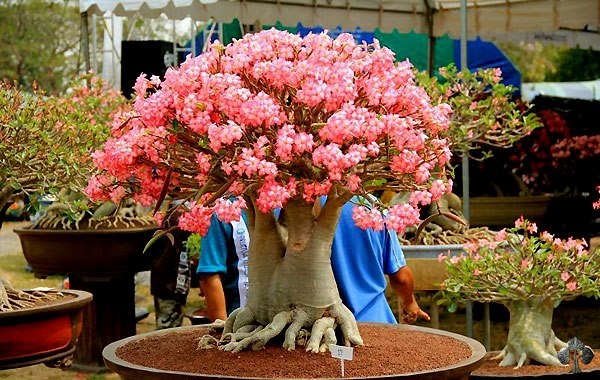 Adenium Bonsai by Siam adenium