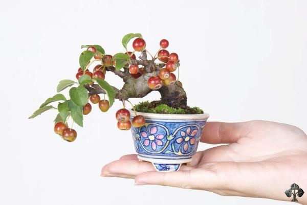 Crabapple bonsai