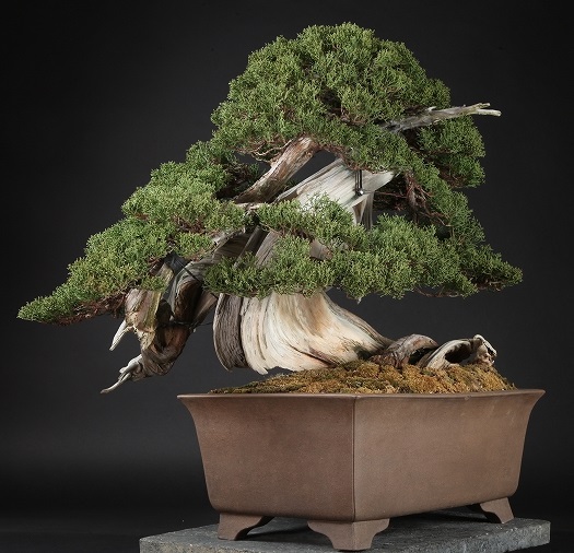 Expensive bonsai