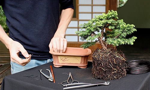 Как сделать дерево бонсай