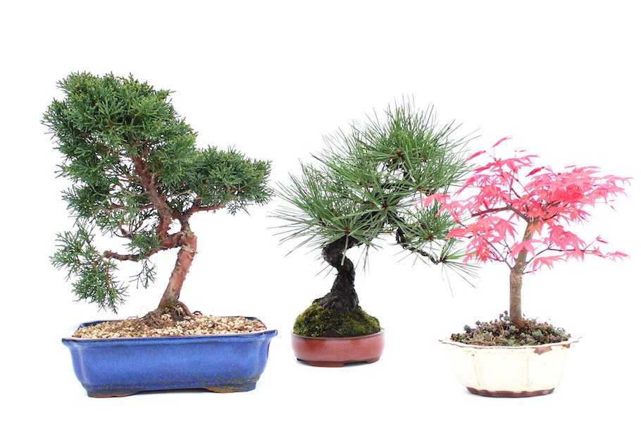 Outdoor bonsai