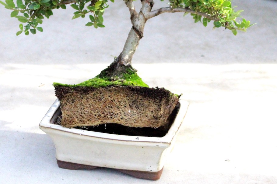 Potbound bonsai tree