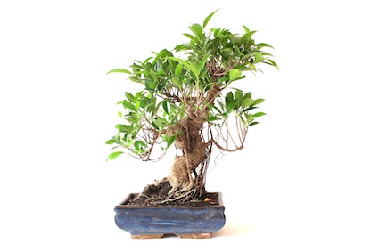 Ficus bonsai