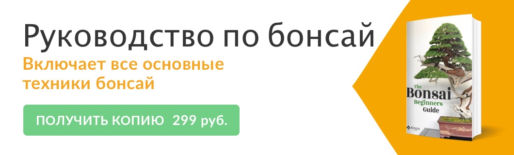 Бонсай - руководство для начинающих