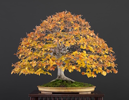Fagus sylvatica, Луисом Вальехо, 1989