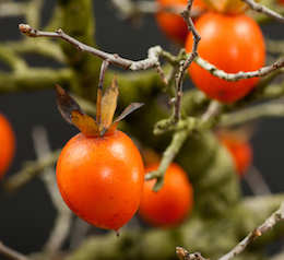 Diospyros virginiana, Луисом Вальехо