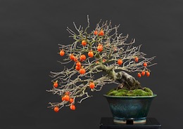 Diospyros virginiana, Луисом Вальехо
