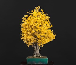 Ginkgo biloba, Луисом Вальехо