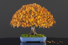 Zelkova serrata, Луисом Вальехо
