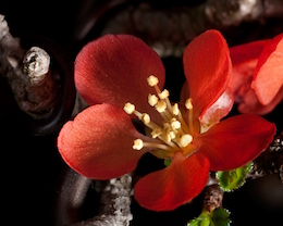 Chaenomeles japónica, Луисом Вальехо, 2009