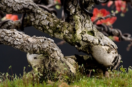Chaenomeles japónica, Луисом Вальехо, 2009