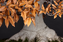 Fagus crenata, Mansei-en & Луисом Вальехо 2010