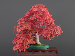 Acer palmatum, var. ‘Deshôjô (Tunb.), Hiroshi Takeyama & Луисом Вальехо 1991