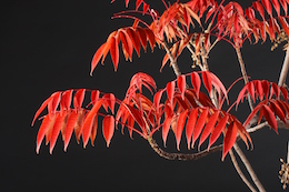Rhus succedanea (L.), Луисом Вальехо