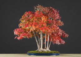 Acer palmatum (Tunb.), Hotsumi Terakawa & Луисом Вальехо 1989