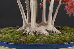 Acer palmatum (Tunb.), Hotsumi Terakawa & Луисом Вальехо