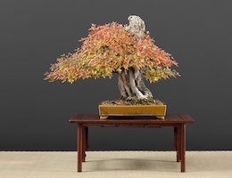 Acer buergerianum, Hiroshi Takeyama & Луисом Вальехо, 1991