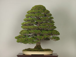 Tsuyamahinoki, Музеем искусства бонсай в Омийя.