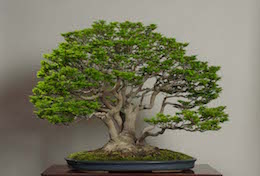 Shishigashira, in April, Музеем искусства бонсай в Омийя.