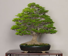 Shishigashira, Музеем искусства бонсай в Омийя.