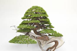Juniperus, Бьорном Бьорхолмом