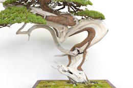 Juniperus, Бьорном Бьорхолмом