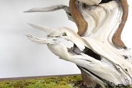 Juniperus, Бьорном Бьорхолмом