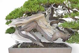 Juniperus, Бьорном Бьорхолмом