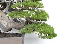 Juniperus, Бьорном Бьорхолмом