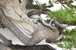 Juniperus, Бьорном Бьорхолмом