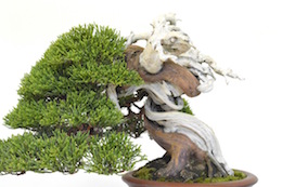 Juniperus, Бьорном Бьорхолмом