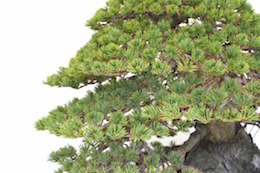 Pinus, Бьорном Бьорхолмом