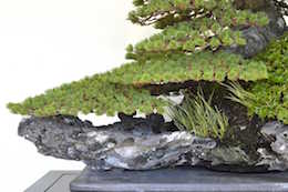 Pinus, Бьорном Бьорхолмом