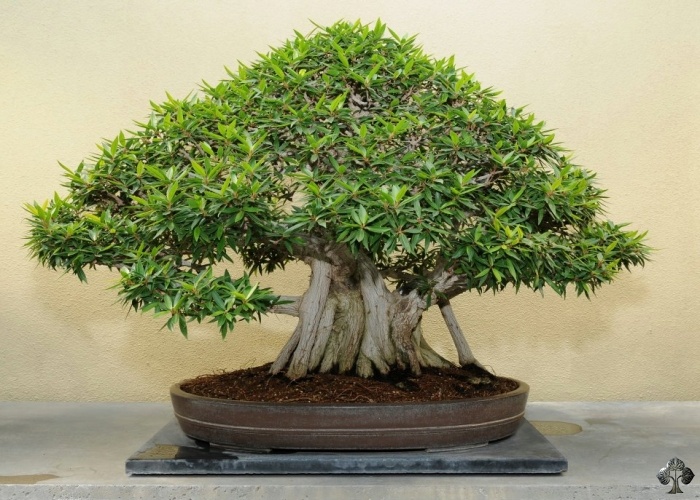 Ficus fig Bonsai tree