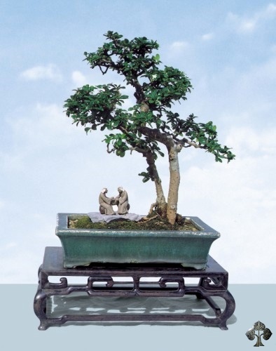Carmona bonsai tree