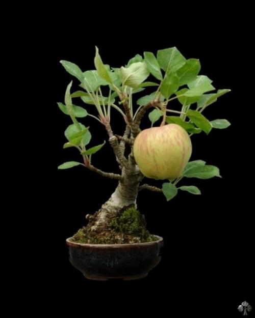 Яблоко на дереве бонсай