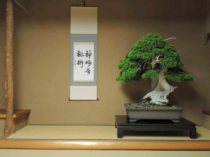 800 year old Bonsai