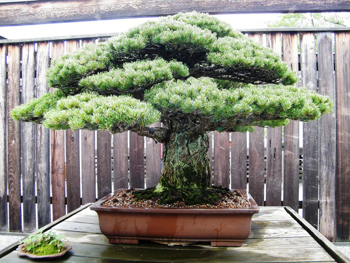 Old-Pinus-parviflora-japanese-white-pine