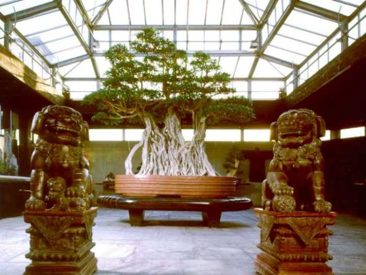 1000 year old Ficus Bonsai